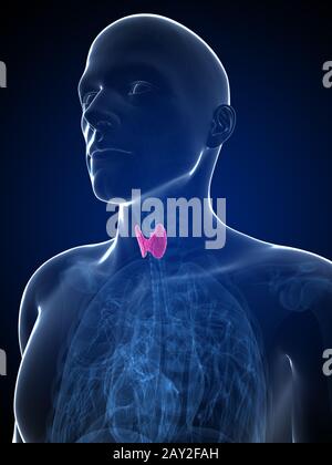 3d rendered illustration of the male thyroid gland Stock Photo