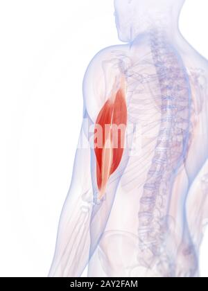 3d rendered illustration of the triceps Stock Photo