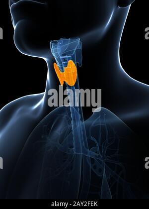 3d rendered illustration of the thyroid gland Stock Photo