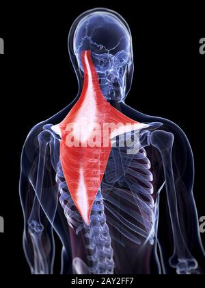 3d rendered illustration of the trapezius muscle Stock Photo