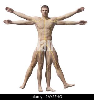 vitruvian man - nervous system Stock Photo