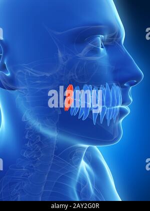 3d rendered illustration of the wisdom teeth Stock Photo