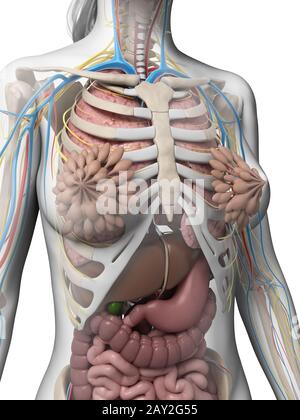 3d rendered illustration of the female anatomy Stock Photo - Alamy