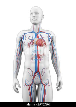 medical illustration of the vascular system Stock Photo