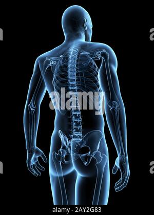 medical illustration of the male skeleton Stock Photo