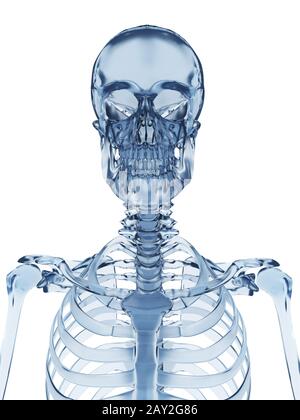 3d rendered illustration of a glass skeleton Stock Photo