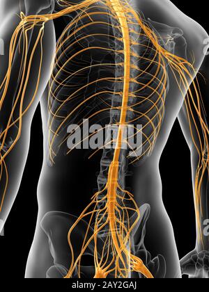 medical illustration of the nervous system Stock Photo