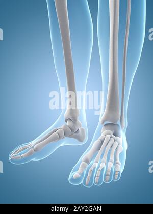 medical illustration of the foot bones Stock Photo