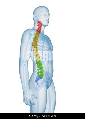 medical illustration of the spine sections Stock Photo
