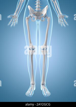 medical illustration of the leg bones Stock Photo