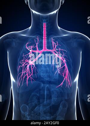 3d rendered illustration of the bronchi Stock Photo