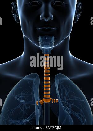 3d rendered illustration of the tracheal rings Stock Photo