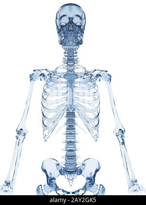 3d rendered illustration of a glass skeleton Stock Photo