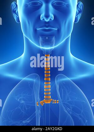 3d rendered illustration of the tracheal rings Stock Photo