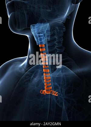 3d rendered illustration of the tracheal rings Stock Photo