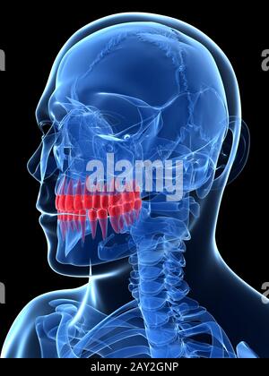 3d rendered illustration - teeth Stock Photo