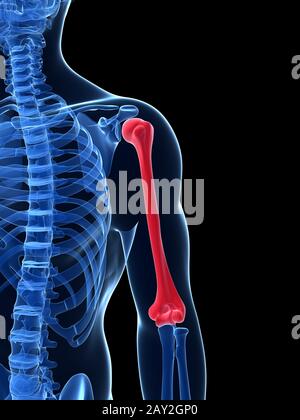 Humerus Color Humerus arm bone in red color 3D rendering illustration isolated on ...