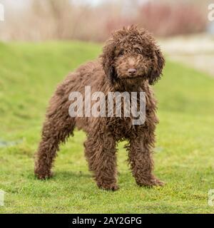 labradoodle puppy Stock Photo