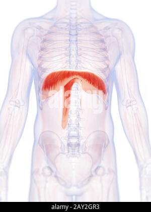 3d rendered illustration of the human diaphragm Stock Photo