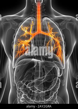 3d rendered illustration of the bronchi Stock Photo