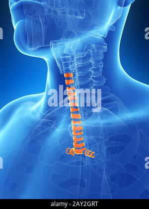 3d rendered illustration of the tracheal rings Stock Photo