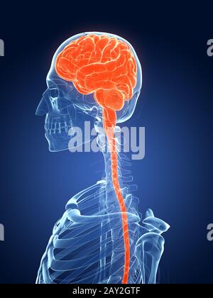 3d rendered illustration - female brain Stock Photo - Alamy