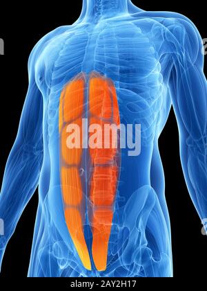 Rectus abdominis muscle, illustration Stock Photo - Alamy