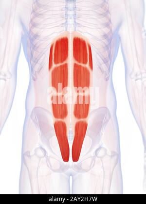 3d rendered illustration of the abdominal muscles Stock Photo