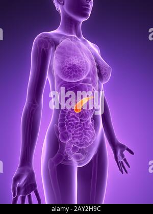 3d rendered illustration - pancreas Stock Photo