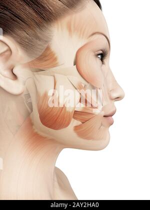 Human anatomy of female facial muscles, profile view Stock Photo - Alamy