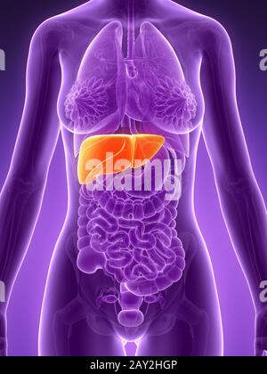 3d rendered illustration - liver Stock Photo - Alamy