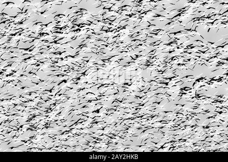 Sipe Black and White Stock Photos & Images - Alamy