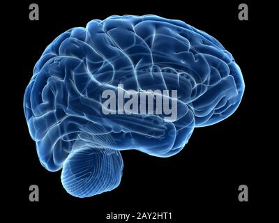 3d rendered illustration of the human brain anatomy Stock Photo