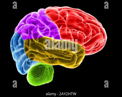 3d rendered illustration of the brain sections Stock Photo