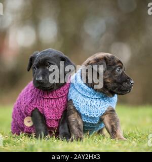 staffordshire bull terrier puppies in woolley jumpers Stock Photo