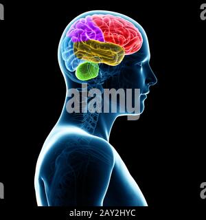 3d rendered illustration -  sections of the human brain Stock Photo
