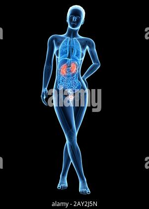 Illustration of Female urinary system Stock Photo - Alamy