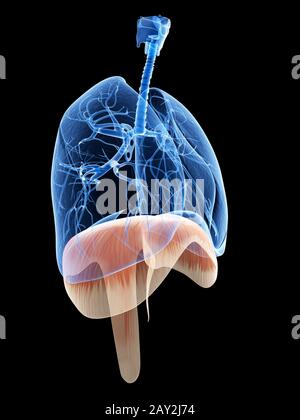 3d rendered illustration - lung and diaphragm Stock Photo