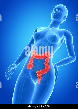 medical 3d illustration - female anatomy - colon Stock Photo