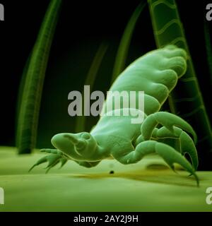 3d rendered illustration - head louse Stock Photo