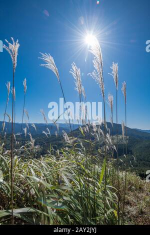 Japanese pampas grass shining in the sunlight. Stock Photo