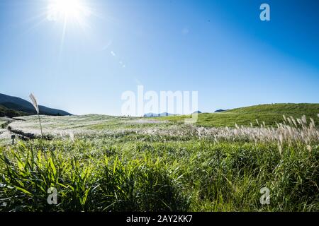 The grassland of the highland where the sunlight reflects on the pampas grass and shines silver.  Soni Highland, Nara, Japan Stock Photo