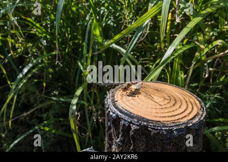 Red dragonfly resting on top of an artificial stump. Soni highland, Nara, Japan Stock Photo