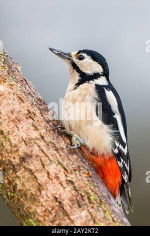 Male great-spotted woodpecker foraging in mid Wales Stock Photo