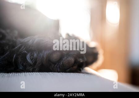 Soft shaggy paws of a black schnauzer, who is sleeping on a sofa, in the natural light from the window. Stock Photo