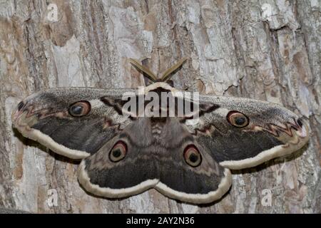 Great Peacock Moth, Giant Emperor Moth or Viennese Emperor. Stock Photo