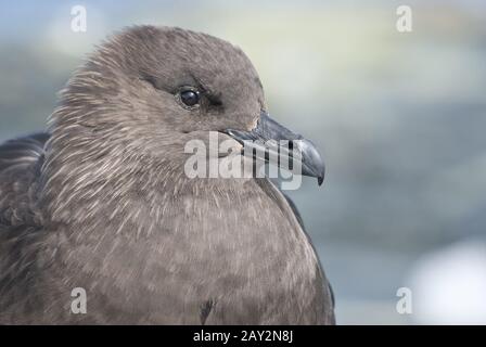 South Polar Skua portrait sitting on the rock  of the Antarctic islands. Stock Photo