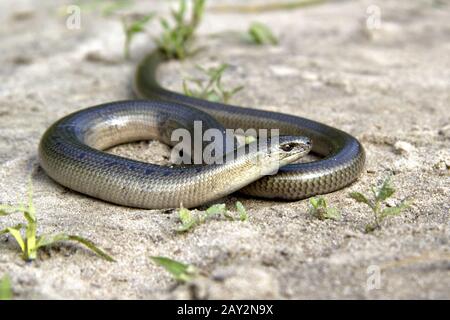 Legless lizard Slow Worm lying on the sand on the edge of the forest. Stock Photo