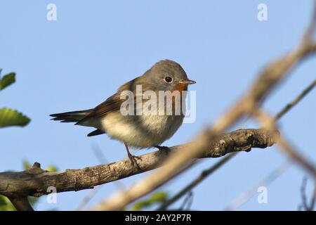 male Red-breasted Flycatcher sitting on a branch in spring on a sunny morning Stock Photo