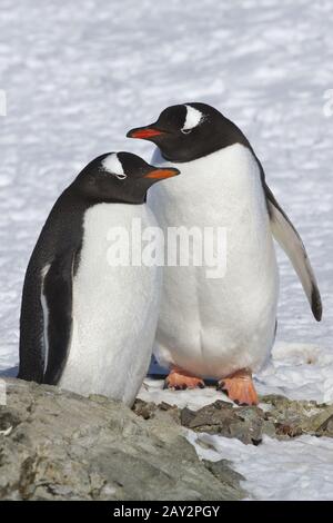 Antarctica, Gentoo penguins, nest site Stock Photo - Alamy